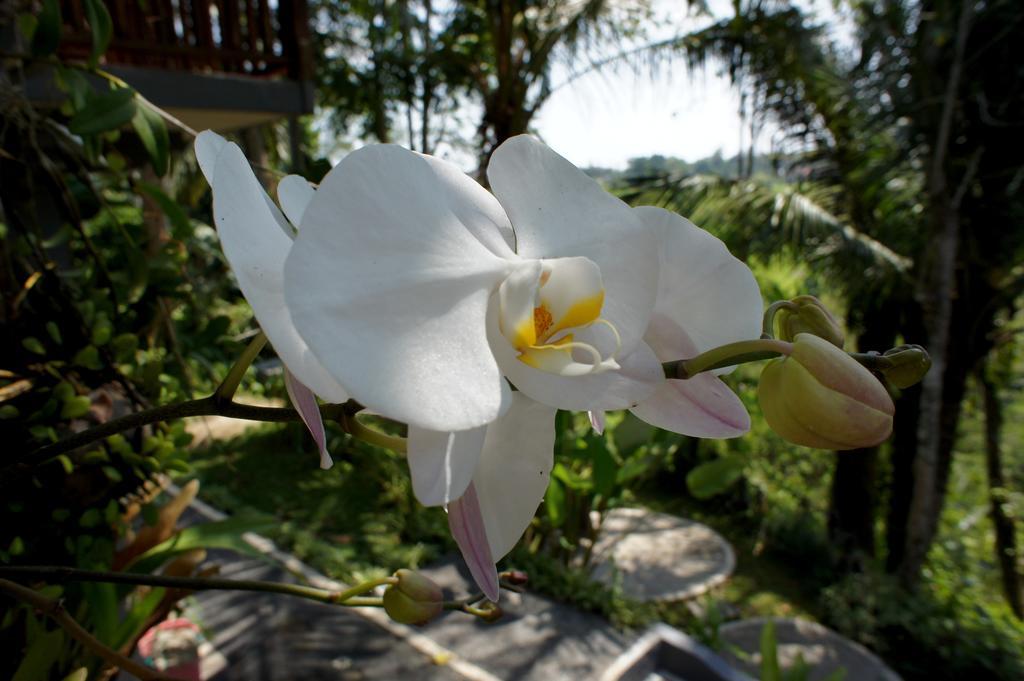 Prashanti Bali Ubud  Luaran gambar